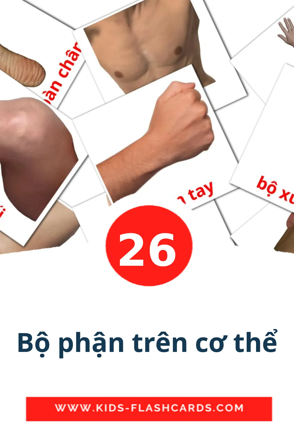 26 Bộ phận trên cơ thể Bildkarten für den Kindergarten auf Vietnamesisch