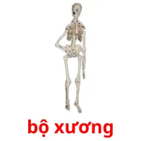 bộ xương Bildkarteikarten