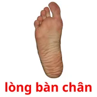 lòng bàn chân Bildkarteikarten