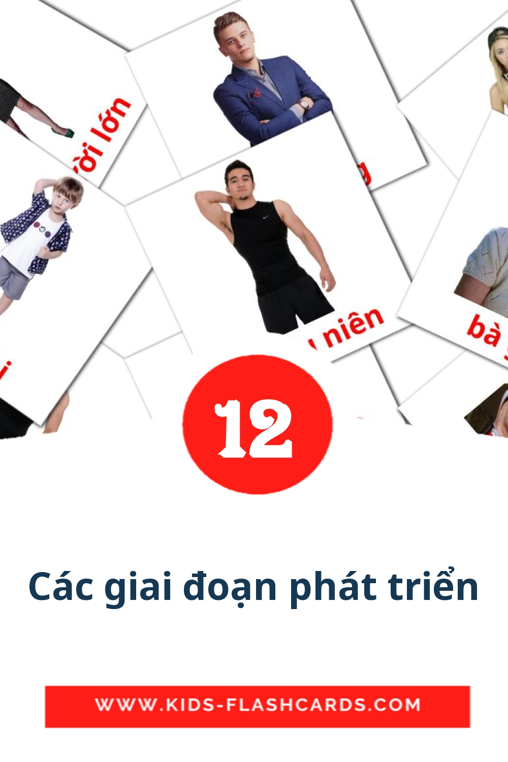 12 Các giai đoạn phát triển Picture Cards for Kindergarden in vietnamese