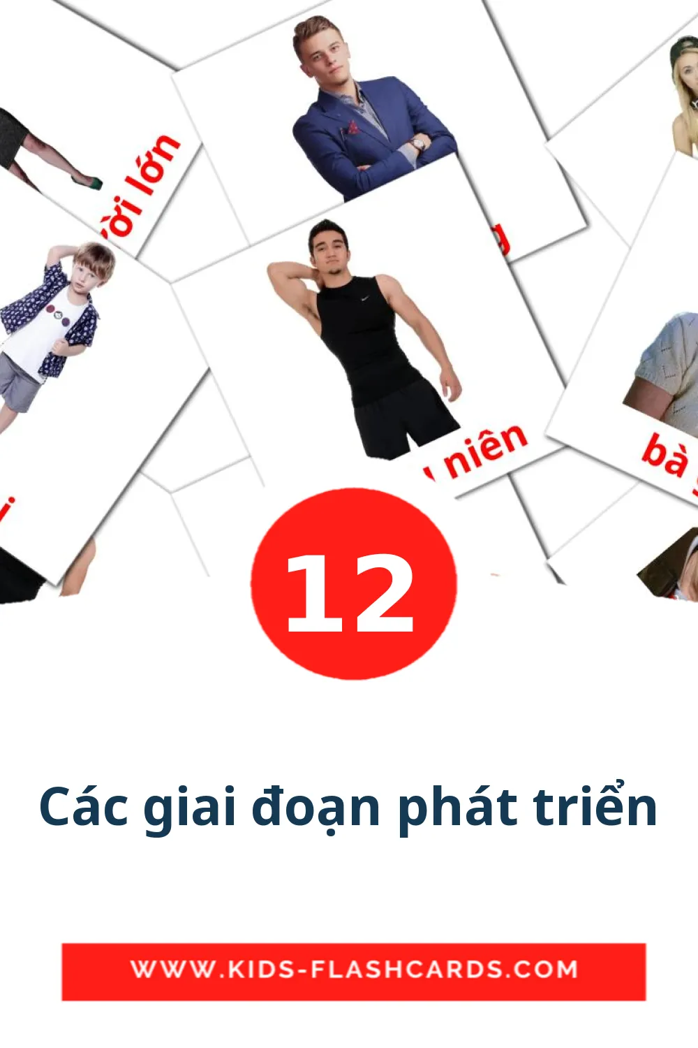 12 Các giai đoạn phát triển Bildkarten für den Kindergarten auf Vietnamesisch