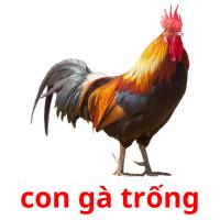 con gà trống card for translate