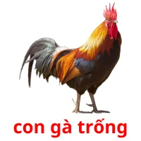 con gà trống picture flashcards