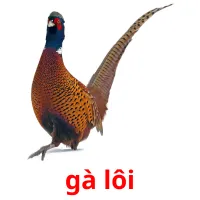 gà lôi picture flashcards