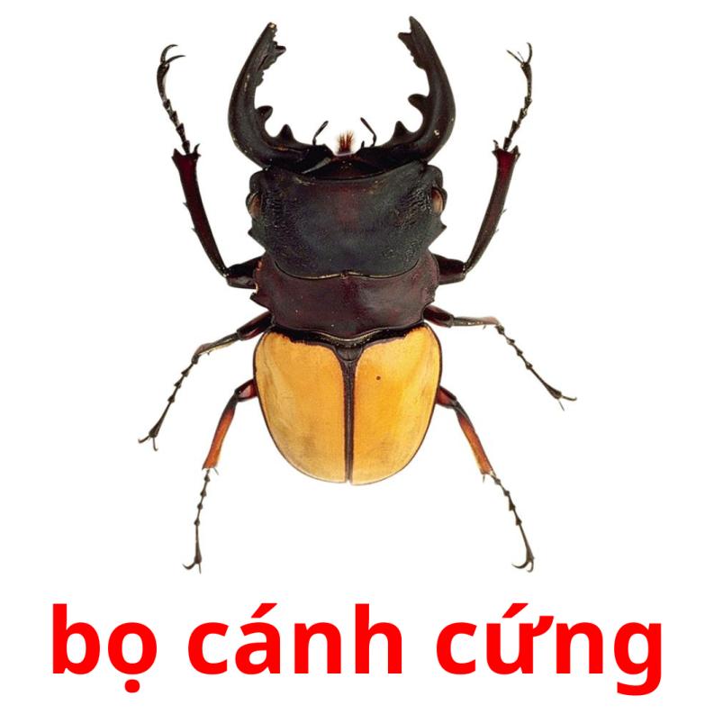 bọ cánh cứng picture flashcards