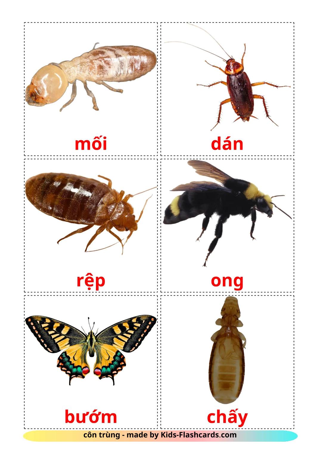 Insects - 24 Free Printable vietnamese Flashcards 