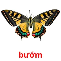 bướm picture flashcards