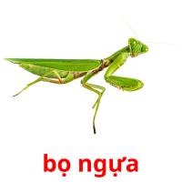 bọ ngựa picture flashcards