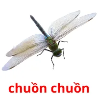 chuồn chuồn picture flashcards