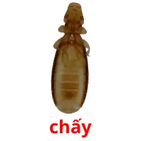 chấy picture flashcards