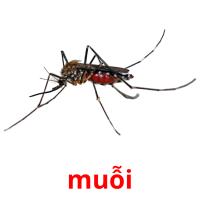 muỗi picture flashcards