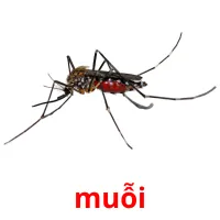 muỗi picture flashcards