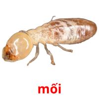 mối picture flashcards
