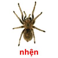 nhện picture flashcards