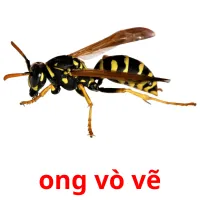 ong vò vẽ picture flashcards