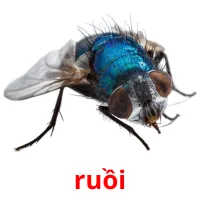 ruồi picture flashcards