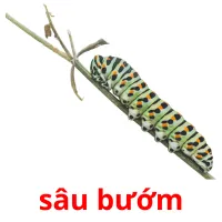 sâu bướm Bildkarteikarten