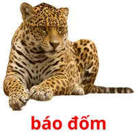 báo đốm Bildkarteikarten