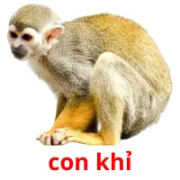 con khỉ Bildkarteikarten