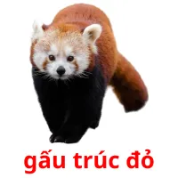 gấu trúc đỏ Bildkarteikarten