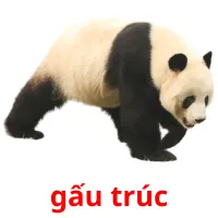 gấu trúc Bildkarteikarten