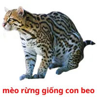 mèo rừng giống con beo Bildkarteikarten