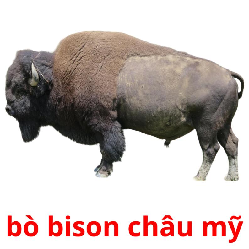 bò bison châu mỹ picture flashcards