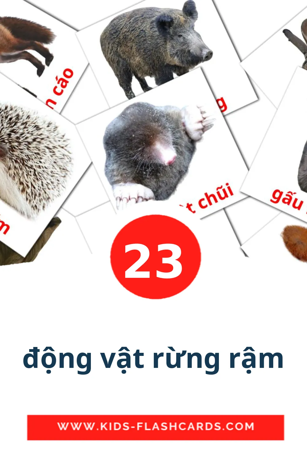 23 động vật rừng rậm Picture Cards for Kindergarden in vietnamese