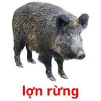 lợn rừng picture flashcards