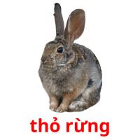 thỏ rừng card for translate