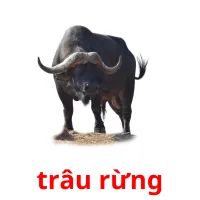 trâu rừng picture flashcards