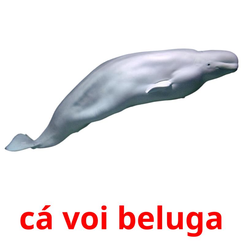 cá voi beluga карточки энциклопедических знаний