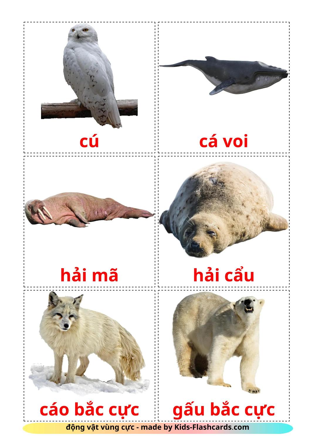 Tiere in der arktis - 15 kostenlose, druckbare Vietnamesisch Flashcards 