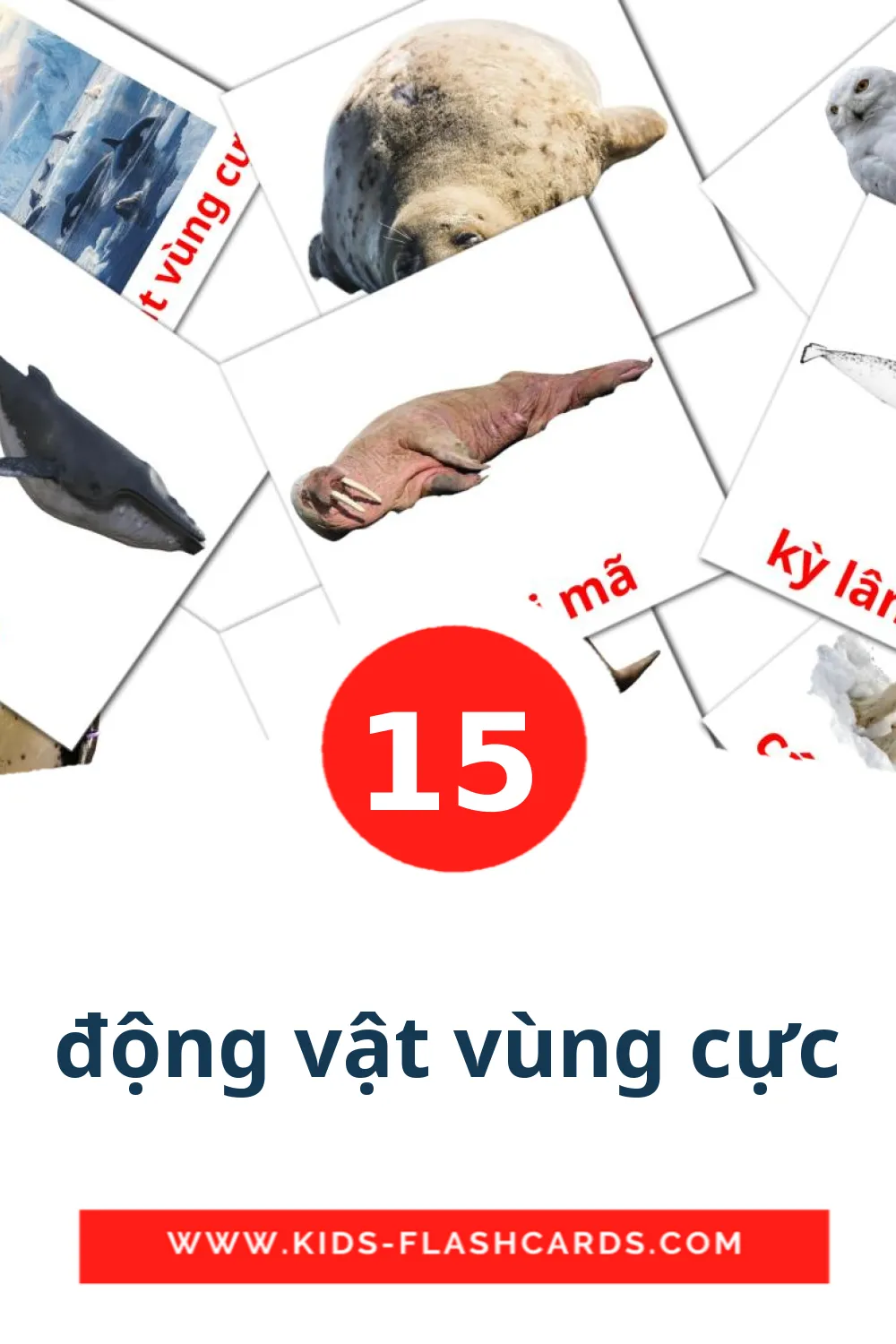 15 động vật vùng cực Bildkarten für den Kindergarten auf Vietnamesisch