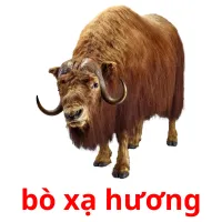 bò xạ hương Bildkarteikarten