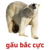 gấu bắc cực Bildkarteikarten