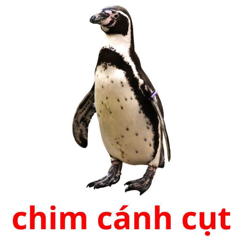 chim cánh cụt picture flashcards