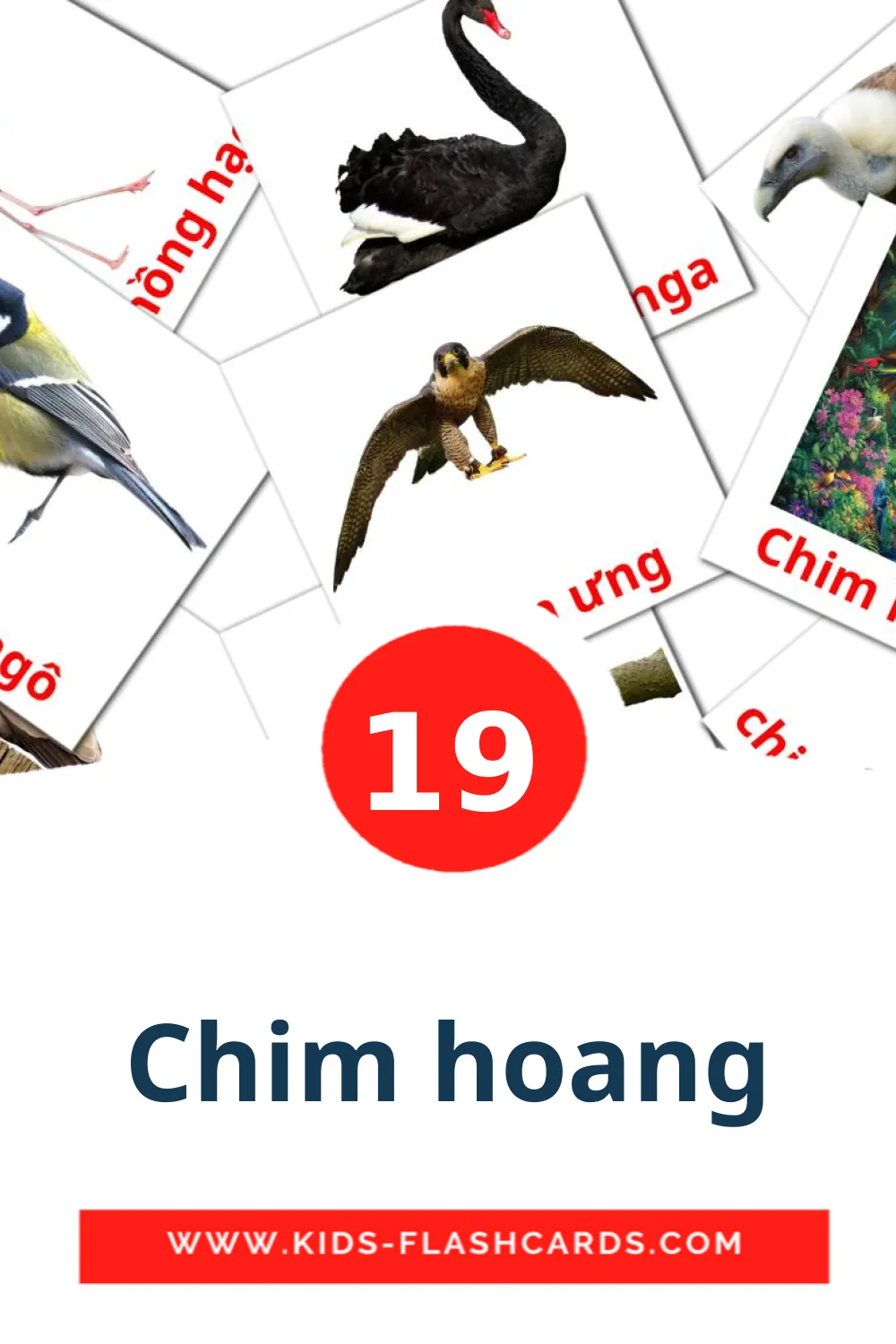 19 Chim hoang Picture Cards for Kindergarden in vietnamese