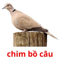 chim bồ câu picture flashcards