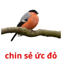 chin sẻ ức đỏ picture flashcards