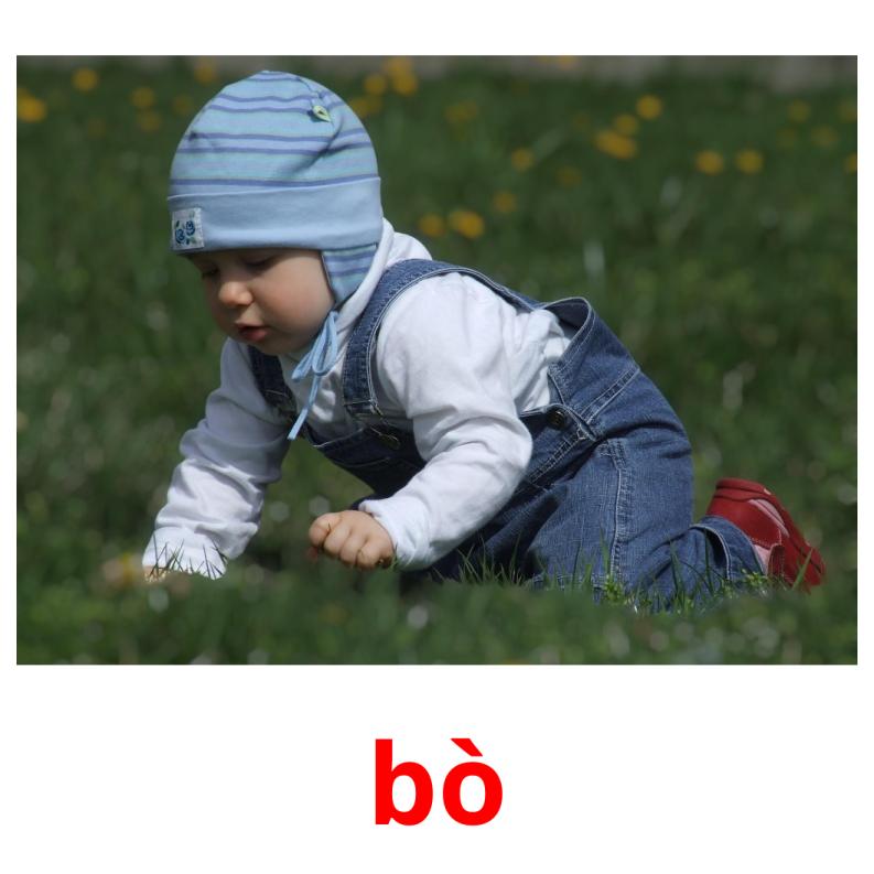 bò picture flashcards