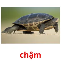 chậm flashcards illustrate