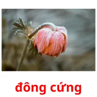 đông cứng flashcards illustrate