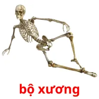 bộ xương picture flashcards