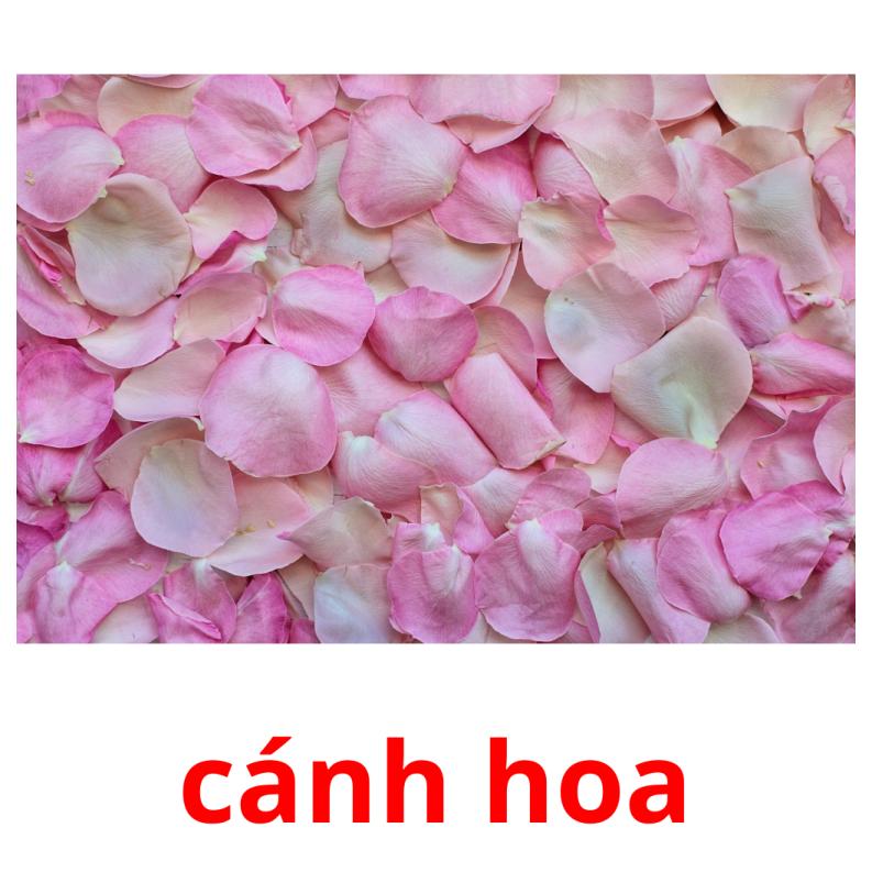 cánh hoa picture flashcards
