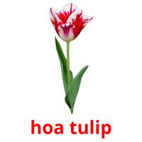 hoa tulip Bildkarteikarten