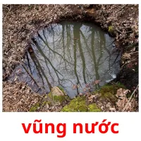 vũng nước flashcards illustrate