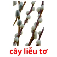 cây liễu tơ ansichtkaarten