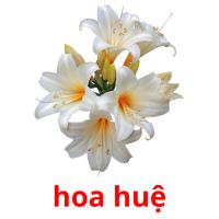 hoa huệ picture flashcards