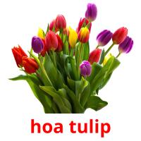 hoa tulip Tarjetas didacticas